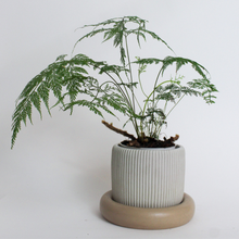 Load image into Gallery viewer, Ribbed Round Planter