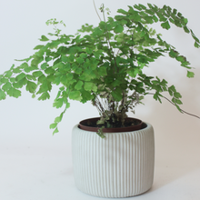Load image into Gallery viewer, Ribbed Round Planter