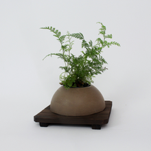 Load image into Gallery viewer, Dome Planter