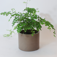 Load image into Gallery viewer, 5" Round Basic Planter
