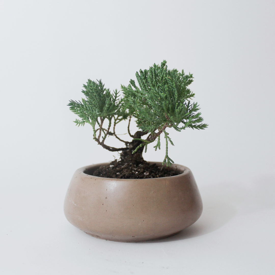 Small Bonsai Bowl  Mindful Cements Studio