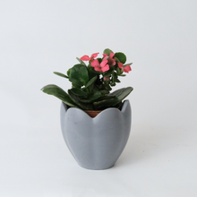 Load image into Gallery viewer, Simple Flower Planter
