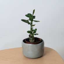 Load image into Gallery viewer, Wabi Vessel Planter
